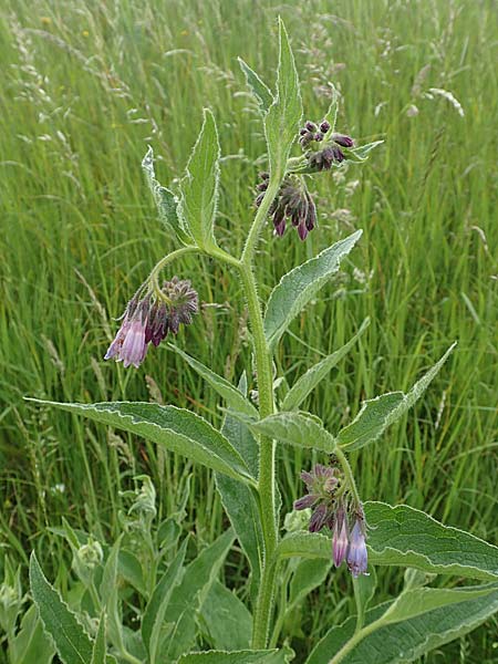 Symphytum uplandicum \ Futter-Beinwell / Russian Comfrey, D Bochum 22.5.2018