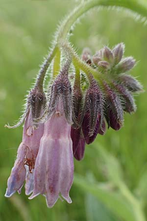 Symphytum uplandicum \ Futter-Beinwell / Russian Comfrey, D Bochum 22.5.2018