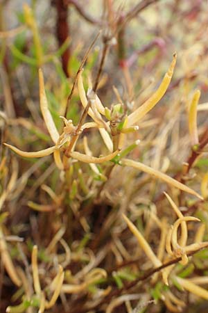 Suaeda maritima \ Salz-Sode / Annual Sea Blite, D Sachsen-Anhalt, Sülzetal-Sülldorf 27.9.2020