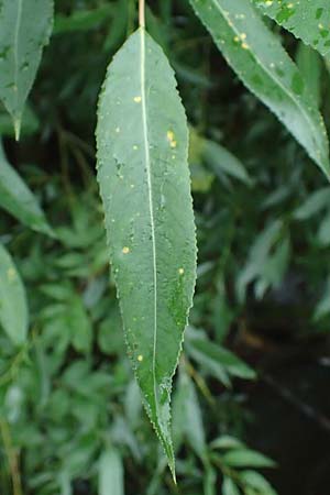 Salix udensis \ Japanische Drachen-Weide, Amur-Weide, D Olpe 1.8.2023