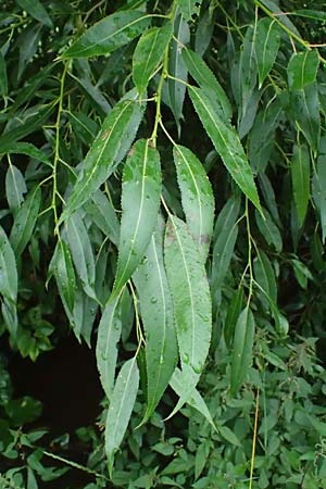 Salix udensis \ Japanische Drachen-Weide, Amur-Weide / Japanese Fantail Willow, D Olpe 1.8.2023