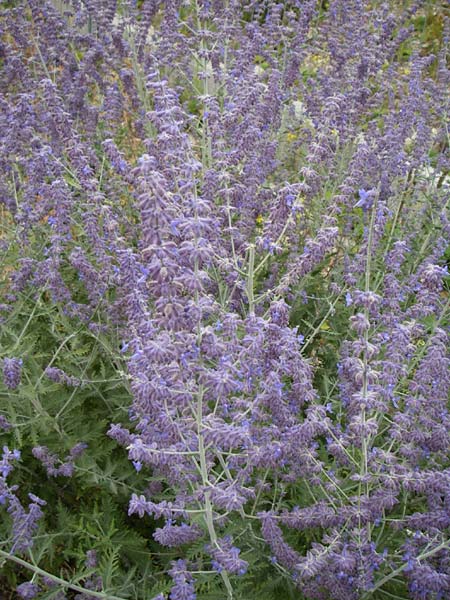 Salvia x floriferior \ Fiederschnittige Blauraute, Silber-Perowskie / Russian Sage, D Mannheim 9.7.2008