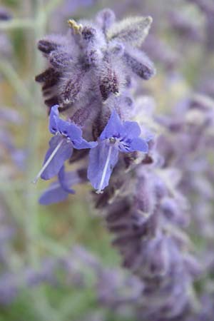 Salvia x floriferior \ Fiederschnittige Blauraute, Silber-Perowskie, D Mannheim 9.7.2008