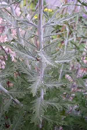 Salvia x floriferior \ Fiederschnittige Blauraute, Silber-Perowskie, D Mannheim 9.7.2008