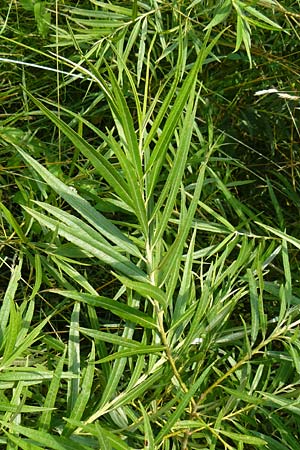 Salix viminalis \ Korb-Weide, D Jöhlingen 5.7.2015