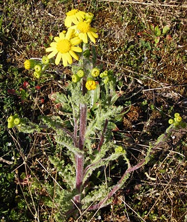 Senecio vernalis \ Frhlings-Greiskraut, D Mannheim 14.4.2015