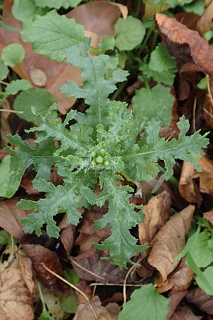 Senecio vulgaris \ Gewhnliches Greiskraut, Gemeines Greiskraut / Groundsel, D Mannheim 14.11.2015