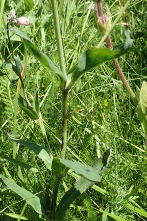 Silene vulgaris subsp. vulgaris / Bladder Campion, D Black-Forest, Feldberg 10.7.2016