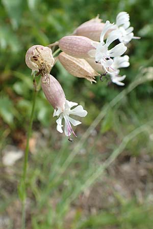 Silene vulgaris var. humilis / Calaminarian Bladder Campion, D Wiesloch 30.7.2016