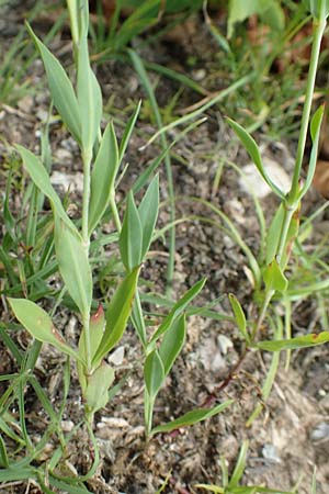 Silene vulgaris var. humilis \ Galmei-Taubenkropf-Leimkraut, D Wiesloch 30.7.2016