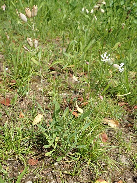 Silene vulgaris var. humilis \ Galmei-Taubenkropf-Leimkraut, D Wiesloch 30.7.2016