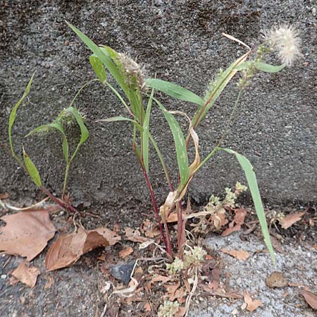 Setaria verticillata \ Kletten-Borstenhirse, Quirlige Borstenhirse, D Mannheim 19.9.2016