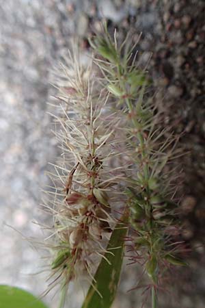 Setaria verticillata \ Kletten-Borstenhirse, Quirlige Borstenhirse, D Mannheim 19.9.2016