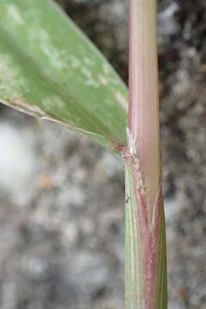 Setaria verticillata \ Kletten-Borstenhirse, Quirlige Borstenhirse, D Mannheim 19.9.2016