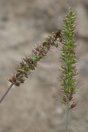 Setaria verticillata \ Kletten-Borstenhirse, Quirlige Borstenhirse / Whorled Pigeon Grass, Bristly Foxtail, D Bürstadt 30.9.2016