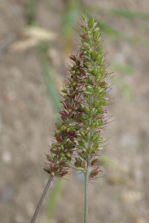 Setaria verticillata \ Kletten-Borstenhirse, Quirlige Borstenhirse / Whorled Pigeon Grass, Bristly Foxtail, D Bürstadt 30.9.2016