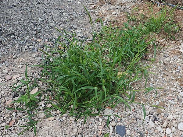Setaria verticillata \ Kletten-Borstenhirse, Quirlige Borstenhirse / Whorled Pigeon Grass, Bristly Foxtail, D Mannheim 5.8.2017