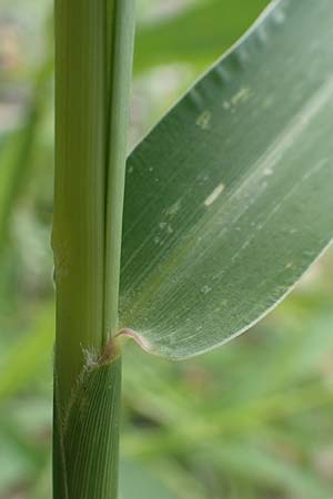 Setaria verticillata \ Kletten-Borstenhirse, Quirlige Borstenhirse / Whorled Pigeon Grass, Bristly Foxtail, D Mannheim 5.8.2017