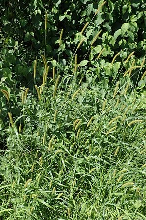 Setaria pumila \ Rote Borstenhirse, Fuchsrote Borstenhirse / Yellow Bristle Grass, D Obernburg am Main 19.8.2017