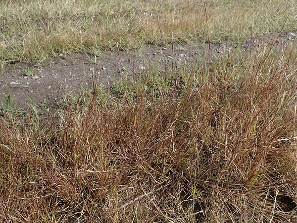 Sporobolus vaginiflorus \ Scheidenblten-Fallsamengras / Poverty Grass, Sheathed Dropseed, D Mannheim 17.9.2017