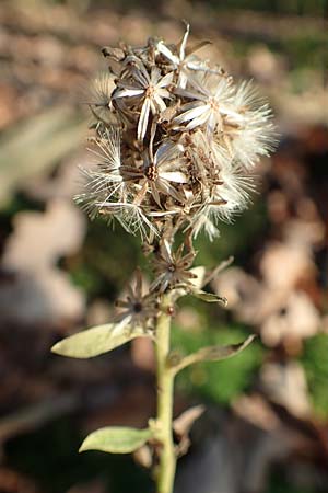 Solidago virgaurea \ Gewhnliche Goldrute, Echte Goldrute / Goldenrod, D Östringen 27.10.2017