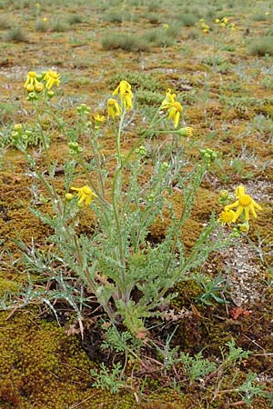 Senecio vernalis \ Frhlings-Greiskraut / Eastern Groundsel, D St. Leon - Rot 13.4.2018