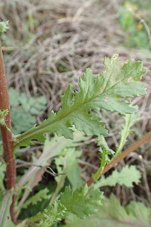 Senecio vulgaris \ Gewhnliches Greiskraut, Gemeines Greiskraut, D Mannheim 15.10.2019