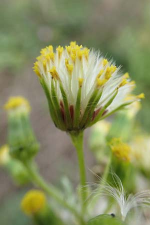 Senecio vulgaris \ Gewhnliches Greiskraut, Gemeines Greiskraut, D Mannheim 15.10.2019