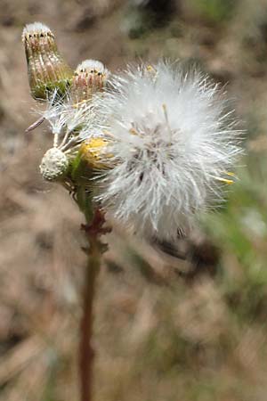 Senecio vulgaris \ Gewhnliches Greiskraut, Gemeines Greiskraut, D Viernheim 7.4.2020