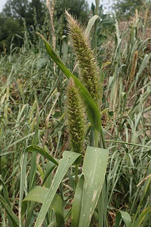 Setaria viridis subsp. pycnocoma \ Unkraut-Borstenhirse / Weed Bristle Grass, D Gündelbach 24.7.2020