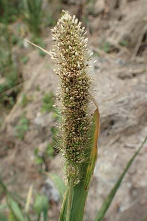 Setaria viridis subsp. pycnocoma \ Unkraut-Borstenhirse / Weed Bristle Grass, D Gündelbach 24.7.2020