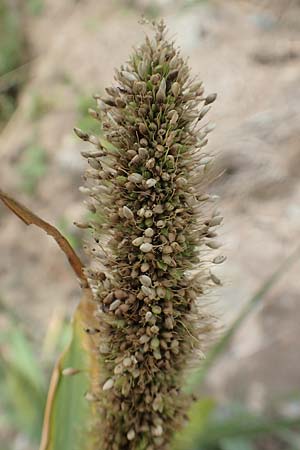 Setaria viridis subsp. pycnocoma \ Unkraut-Borstenhirse, D Gündelbach 24.7.2020
