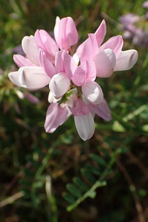 Securigera varia / Purple Crownvetch, D Mannheim 5.6.2021