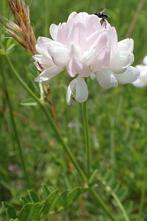 Securigera varia / Purple Crownvetch, D Neuleiningen 16.6.2021