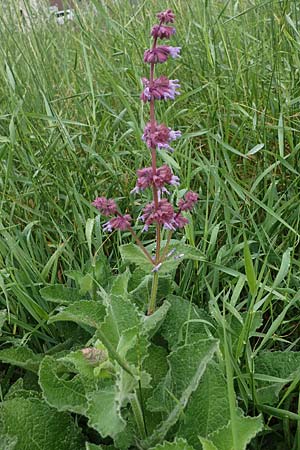 Salvia verticillata / Whorled Sage, D Sandhausen 24.6.2021