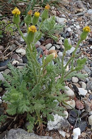 Senecio viscosus \ Klebriges Greiskraut / Sticky Groundsel, D Hohwacht 17.9.2021