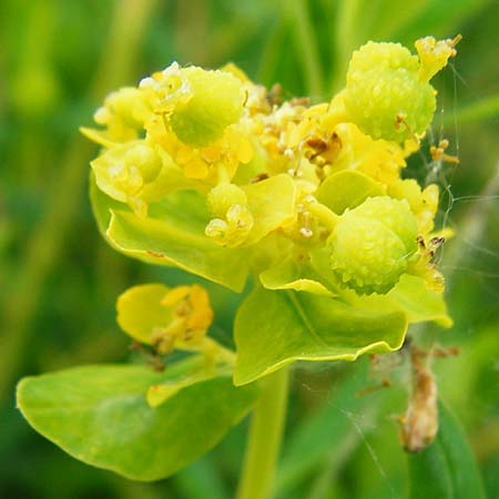 Euphorbia palustris \ Sumpf-Wolfsmilch, D Grettstadt 1.6.2015