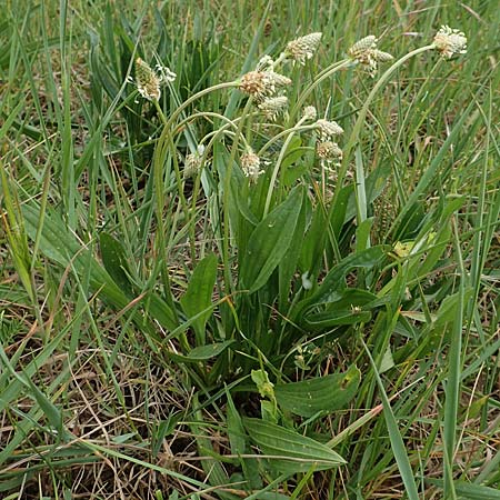 Plantago lanceolata \ Spitz-Wegerich / Ribwort Plantain, D Grünstadt-Asselheim 4.5.2020