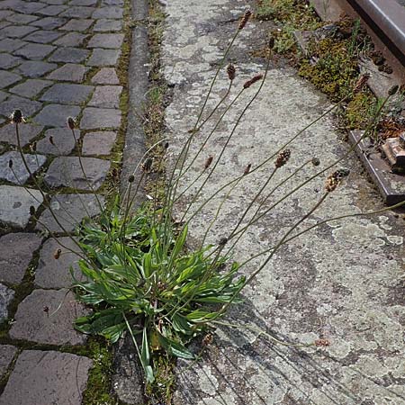 Plantago lanceolata \ Spitz-Wegerich / Ribwort Plantain, D Mannheim 22.5.2021