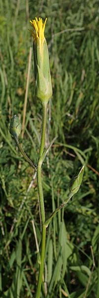 Scorzonera hispanica \ Garten-Schwarzwurzel, Spanische Schwarzwurzel / Spanish Viper's Grass, Black Salsify, D Thüringen, Kölleda 9.6.2022