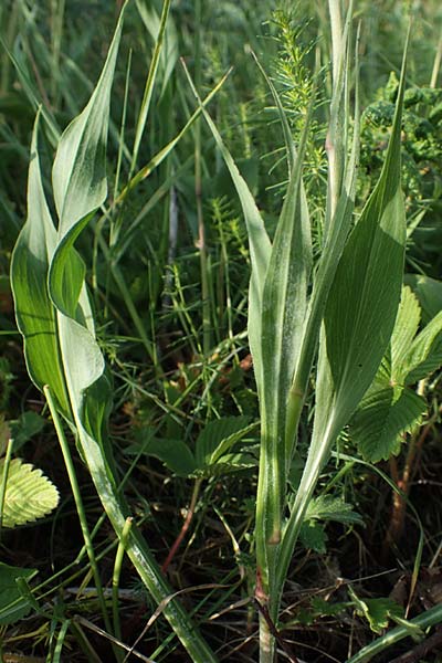 Scorzonera hispanica \ Garten-Schwarzwurzel, Spanische Schwarzwurzel, D Thüringen, Kölleda 9.6.2022