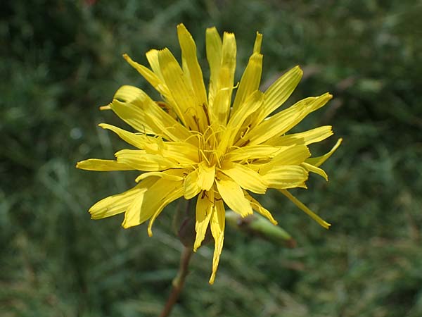 Scorzonera hispanica \ Garten-Schwarzwurzel, Spanische Schwarzwurzel / Spanish Viper's Grass, Black Salsify, D Thüringen, Kölleda 10.6.2022