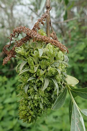 Salix alba \ Silber-Weide, D Waghäusel 11.5.2023