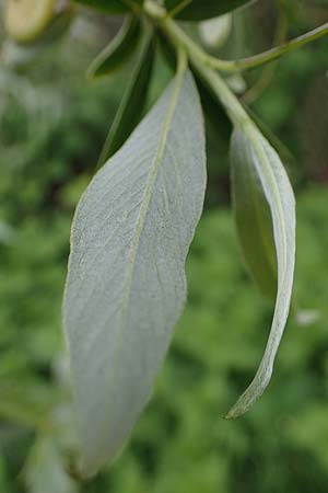 Salix alba \ Silber-Weide, D Waghäusel 11.5.2023