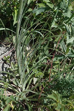 Scorzonera hispanica \ Garten-Schwarzwurzel, Spanische Schwarzwurzel / Spanish Viper's Grass, Black Salsify, D Thüringen, Hemleben 12.6.2023