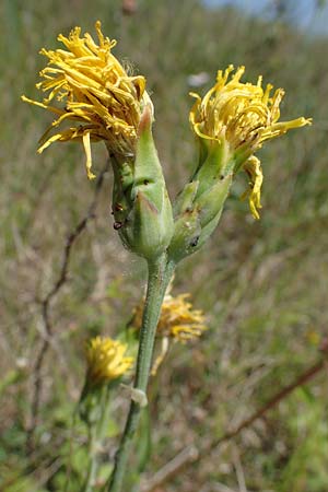 Scorzonera hispanica \ Garten-Schwarzwurzel, Spanische Schwarzwurzel, D Thüringen, Hemleben 12.6.2023