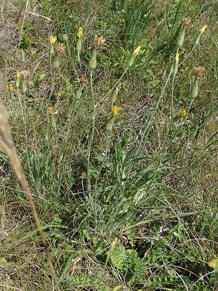 Scorzonera hispanica \ Garten-Schwarzwurzel, Spanische Schwarzwurzel / Spanish Viper's Grass, Black Salsify, D Thüringen, Hemleben 12.6.2023