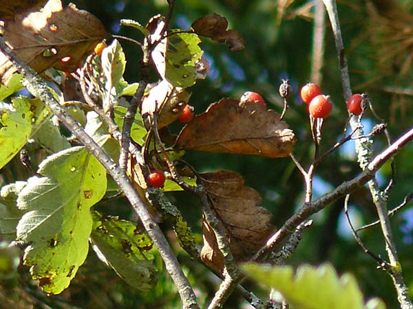 Sorbus x pinnatifida \ Bastard-Eberesche / Hybrid Whitebeam, D Külsheim 2.10.2016