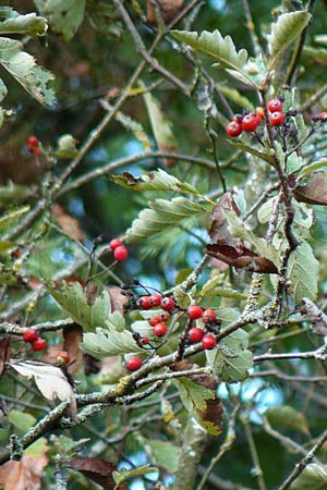 Sorbus x pinnatifida \ Bastard-Eberesche / Hybrid Whitebeam, D Külsheim 2.10.2016