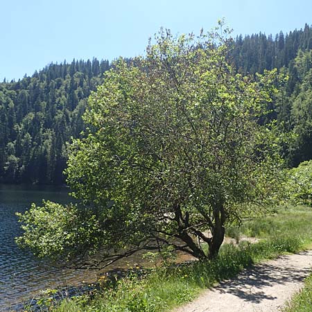 Salix appendiculata \ Schlucht-Weide / Large-Leaved Willow, D Schwarzwald/Black-Forest, Feldsee 10.7.2016